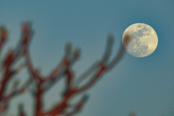 Luna a Roca vecchia. Costa adriatica del Salento.