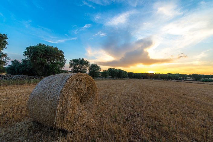 Campagna salentina.