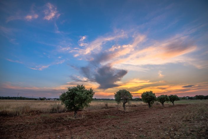 Campagna salentina.